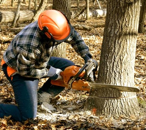Tree Removal in Brashear, TX